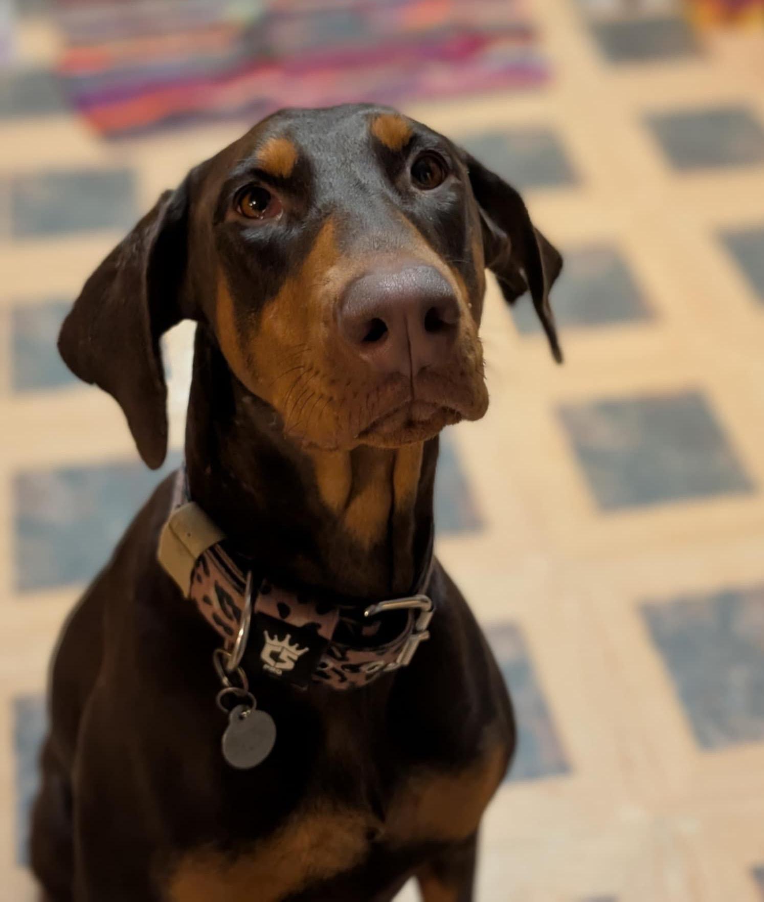 Enlarge Phoebe, a ADOPTABLE Mixed Breed in De Pere, WI image 4/4
