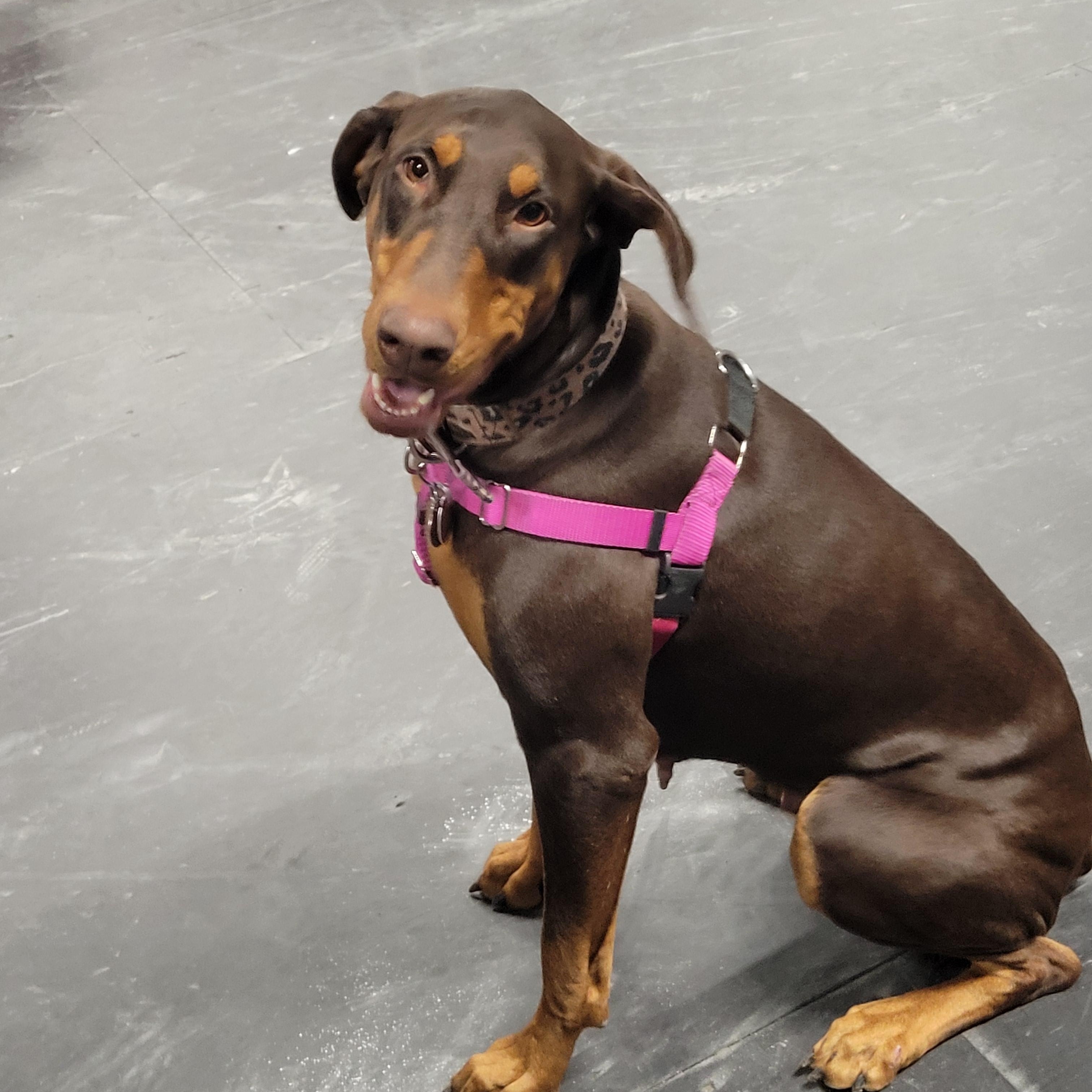 Enlarge Phoebe, a ADOPTABLE Mixed Breed in De Pere, WI image 1/4