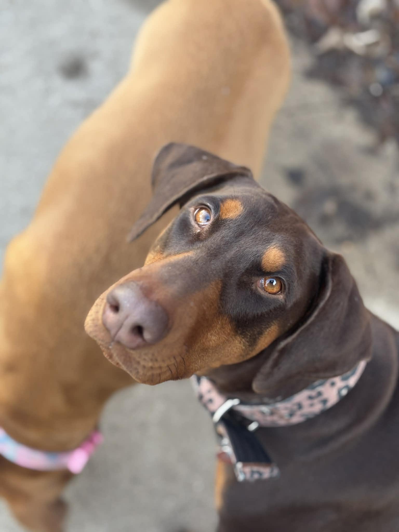 Enlarge Phoebe, a ADOPTABLE Mixed Breed in De Pere, WI image 2/4