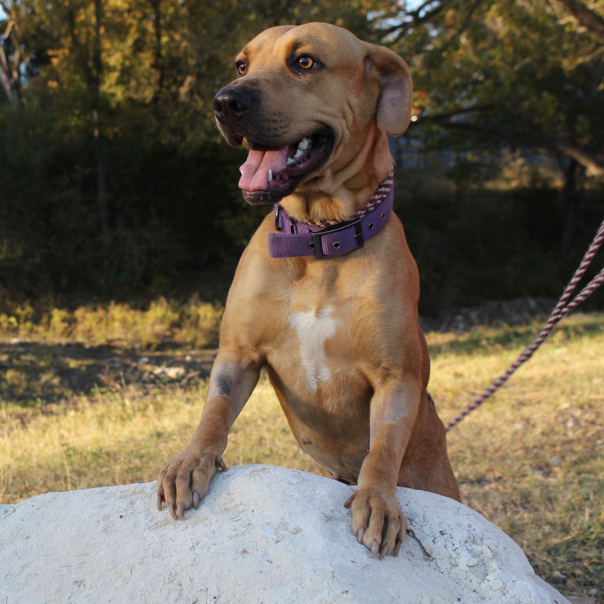 Enlarge Lady, a Adoptable mixed breed in Spicewood, TX image 1/12