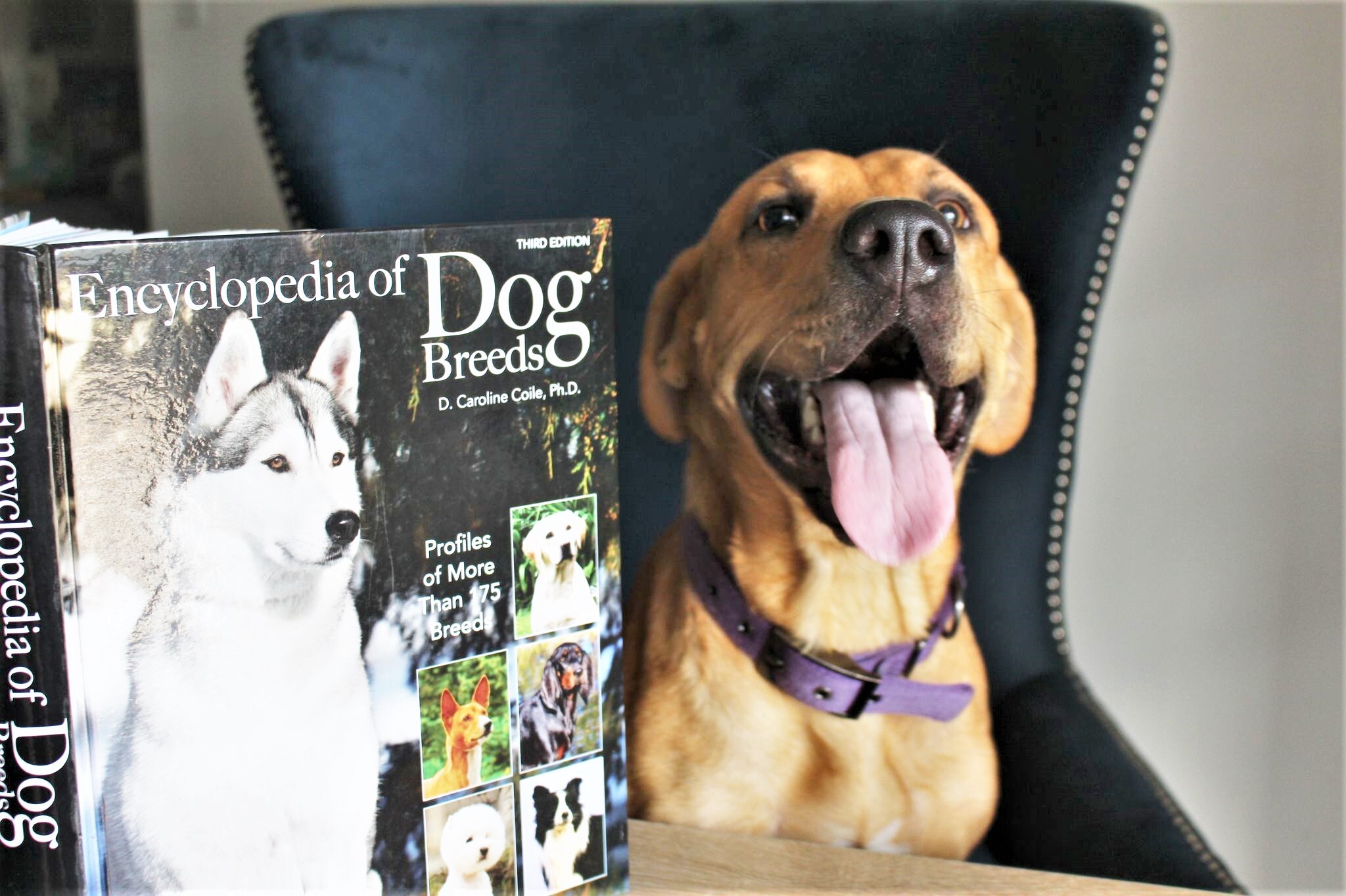 Enlarge Lady, a Adoptable mixed breed in Spicewood, TX image 2/12