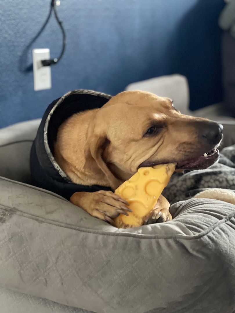 Enlarge Lady, a Adoptable mixed breed in Spicewood, TX image 3/12