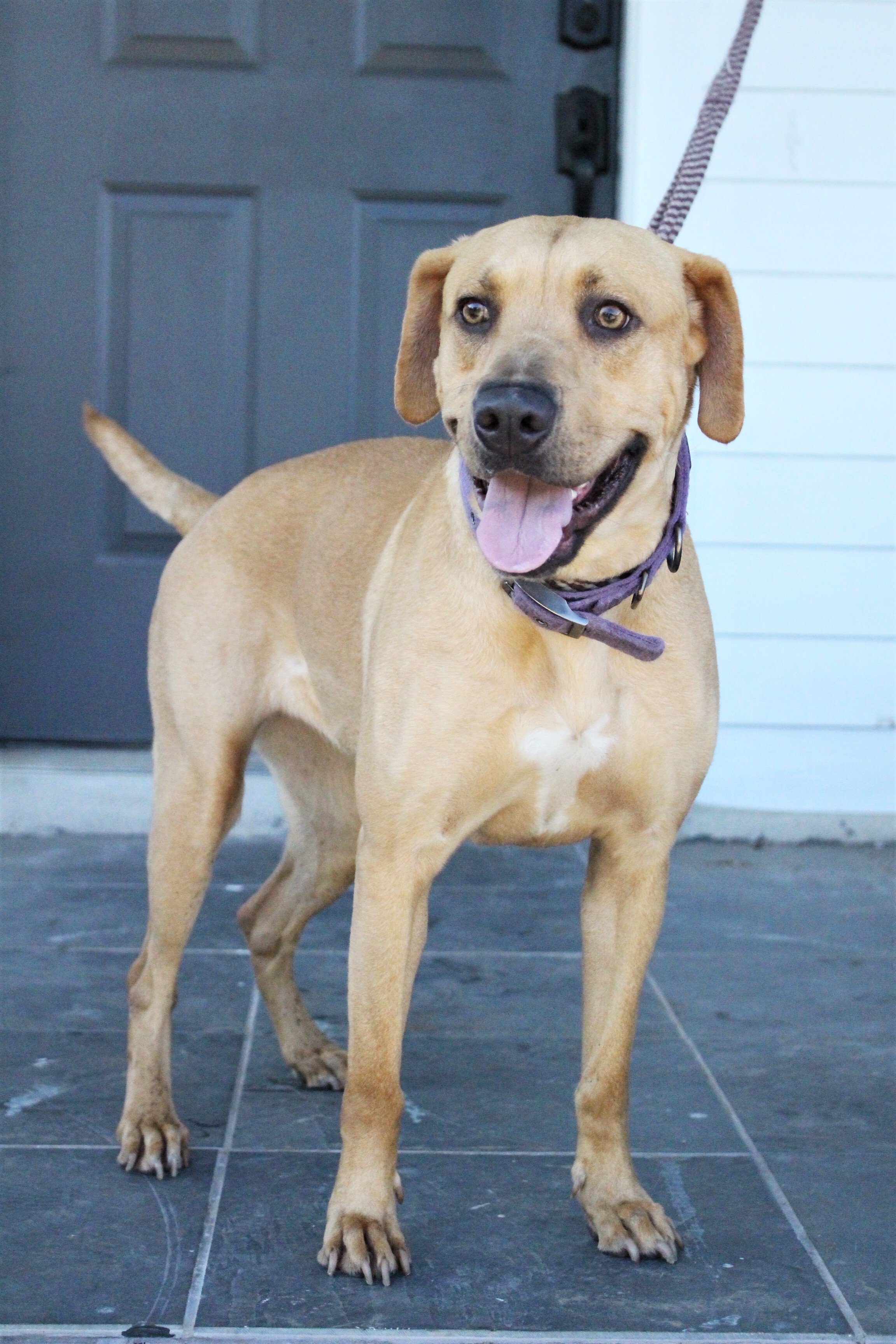 Enlarge Lady, a Adoptable mixed breed in Spicewood, TX image 4/12