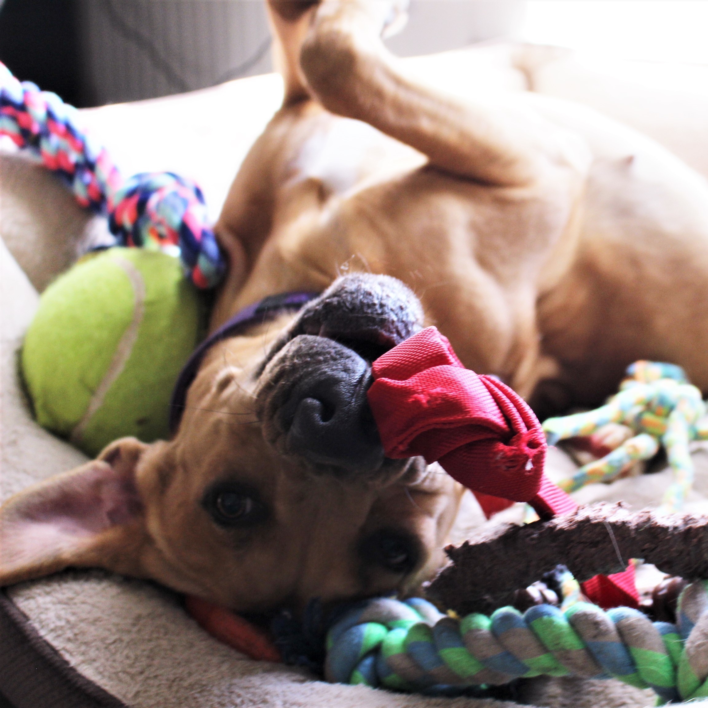 Enlarge Lady, a Adoptable mixed breed in Spicewood, TX image 5/12