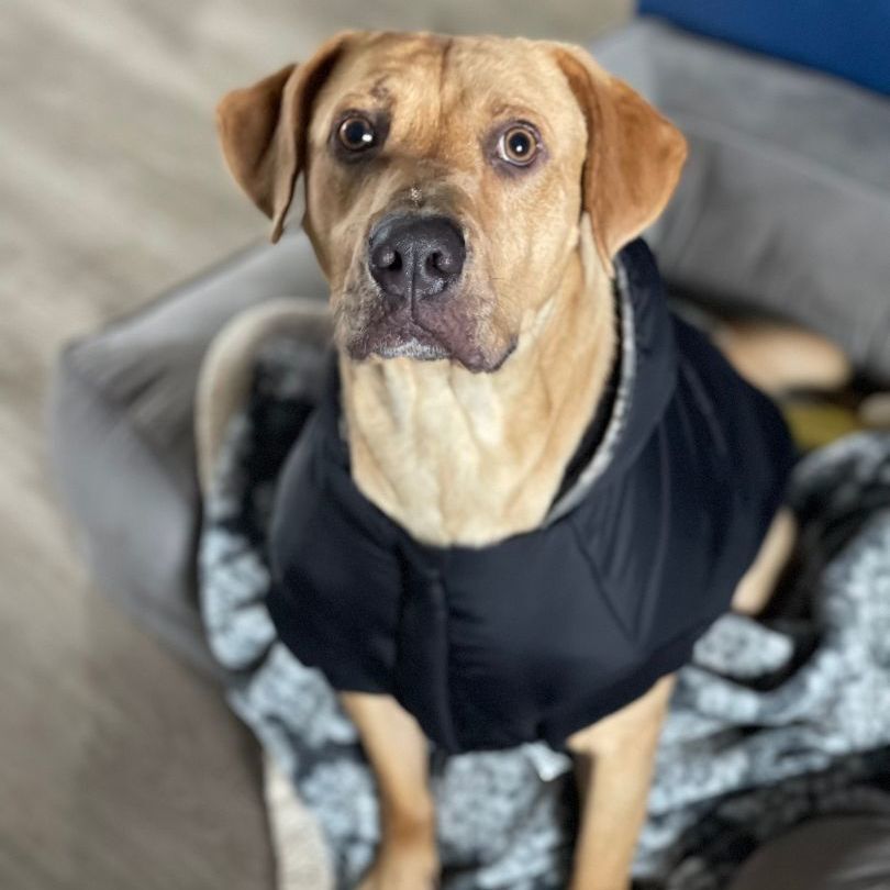 Enlarge Lady, a Adoptable mixed breed in Spicewood, TX image 6/12