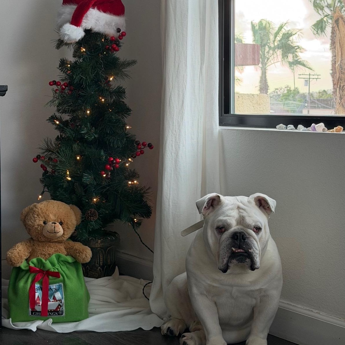 Kilo, a ADOPTABLE English Bulldog in Marina Del Rey, CA image 3/4