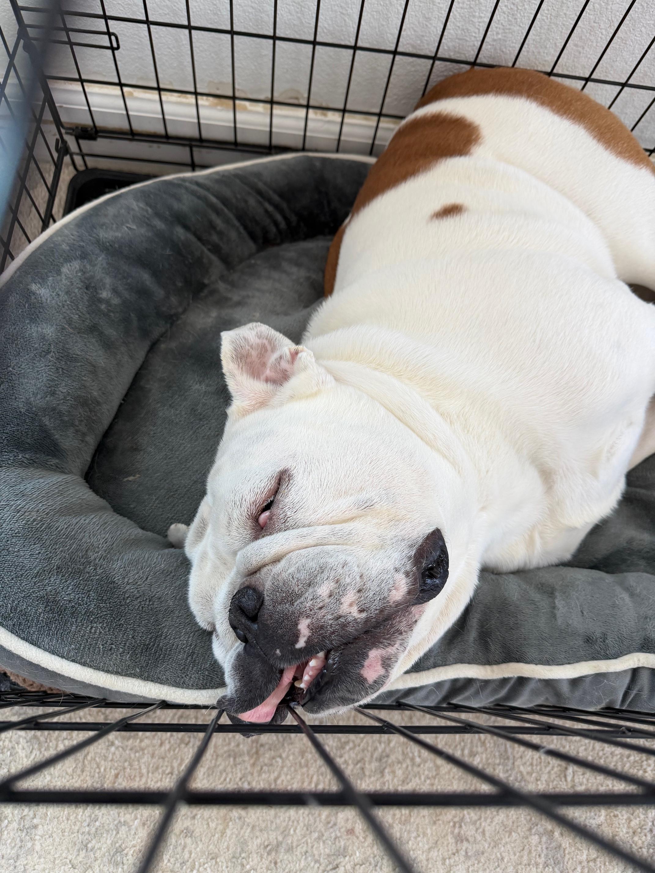 Kilo, a ADOPTABLE English Bulldog in Marina Del Rey, CA image 4/4