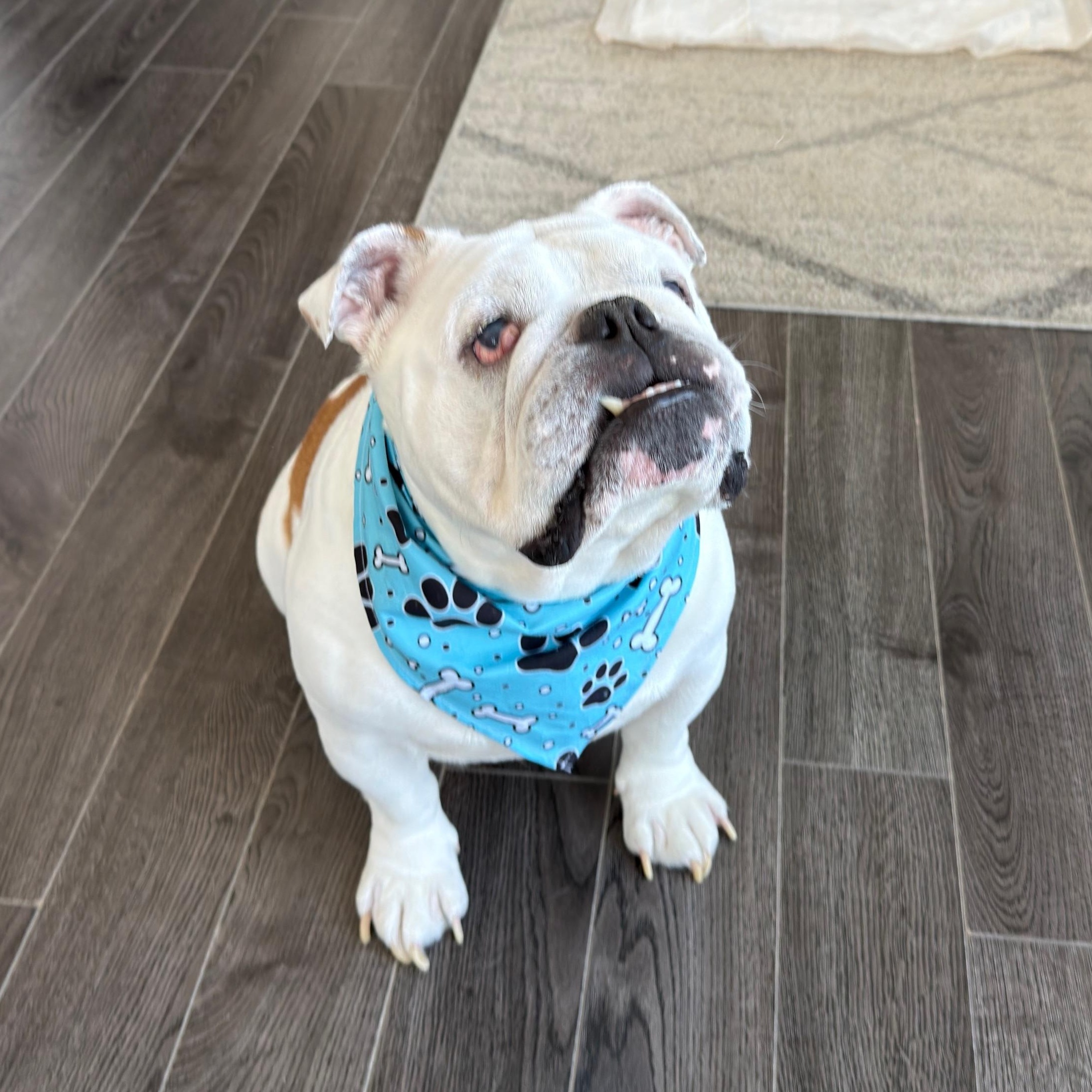 Kilo, a ADOPTABLE English Bulldog in Marina Del Rey, CA image 2/4
