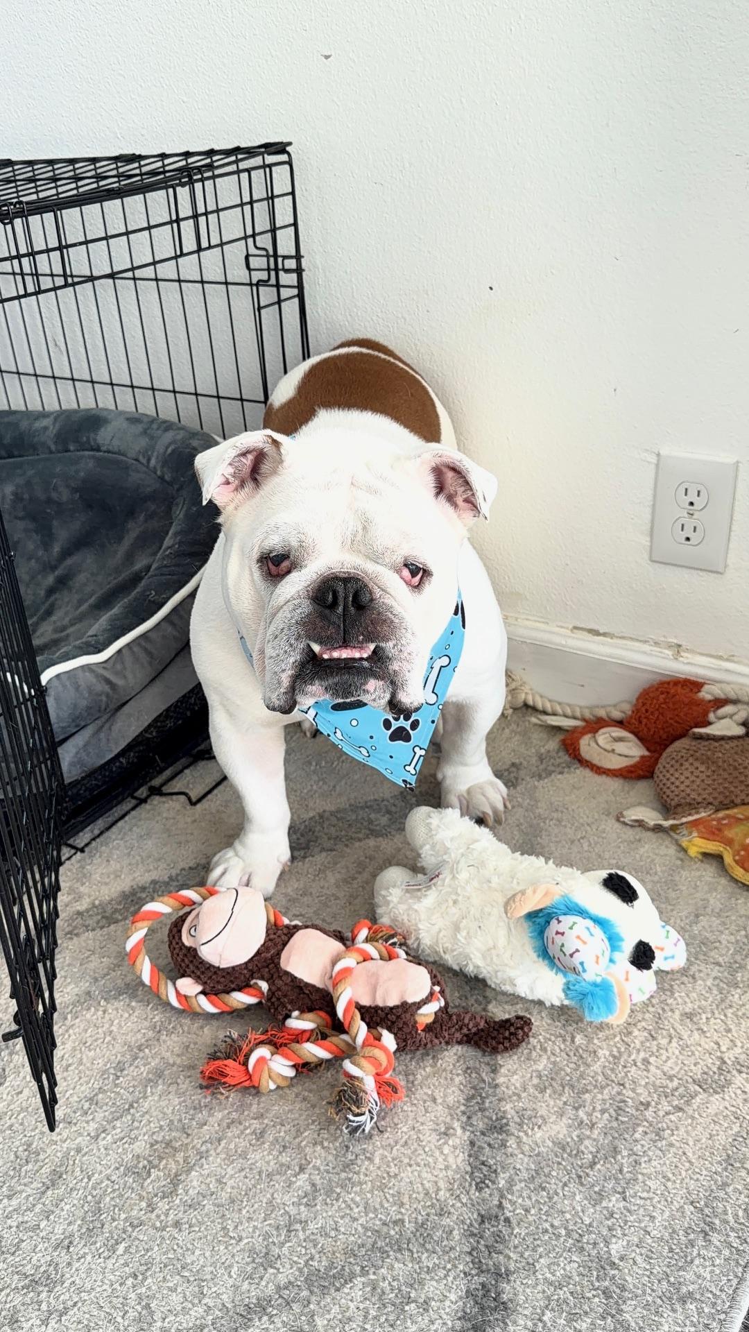 Kilo, ADOPTABLE, Adult Male English Bulldog.