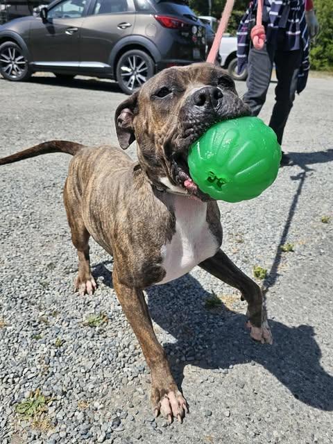 Enlarge Quinn, a Adoptable mixed breed in Crescent city, CA image 2/6