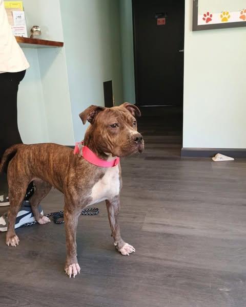 Enlarge Quinn, a Adoptable mixed breed in Crescent city, CA image 3/6