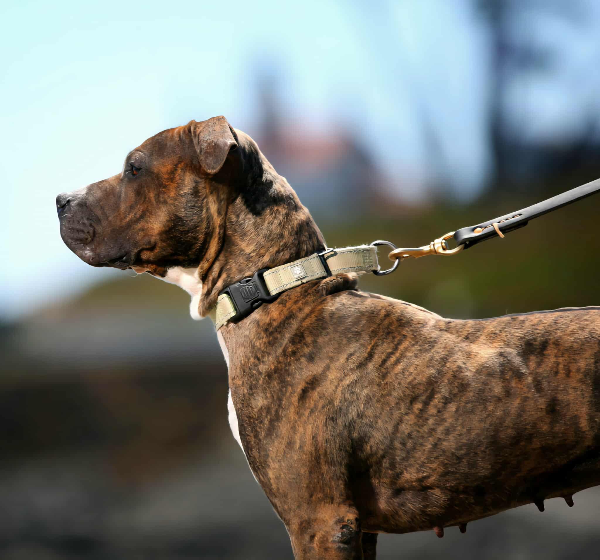 Quinn, an adoptable Pit Bull Terrier, Boxer in Crescent city, CA, 95531 | Photo Image 1