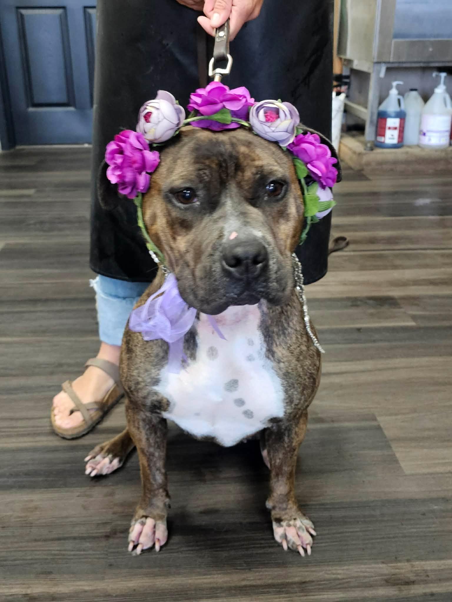 Quinn, Adoptable, Adult Female Pit Bull Terrier & Boxer.