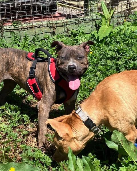 Quinn, an adoptable Pit Bull Terrier, Boxer in Crescent city, CA, 95531 | Photo Image 5