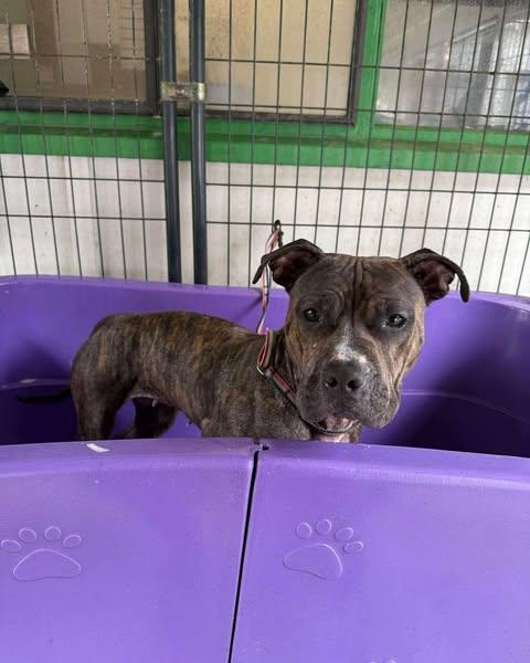 Quinn, an adoptable Pit Bull Terrier, Boxer in Crescent city, CA, 95531 | Photo Image 6