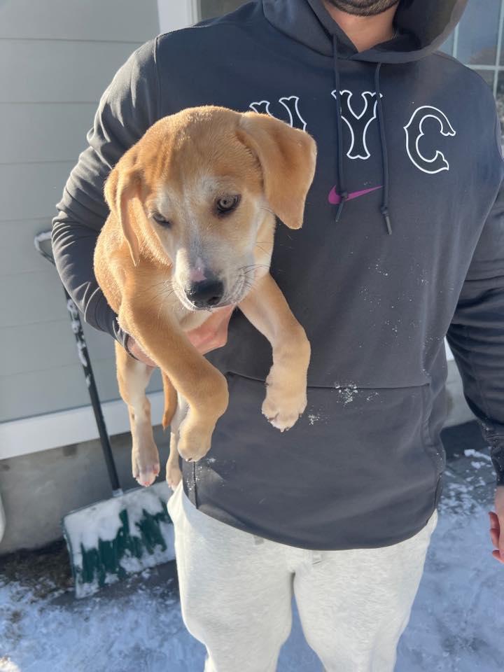 Enlarge Miller , an adopted mixed breed in Riverdale, NJ image 3/5