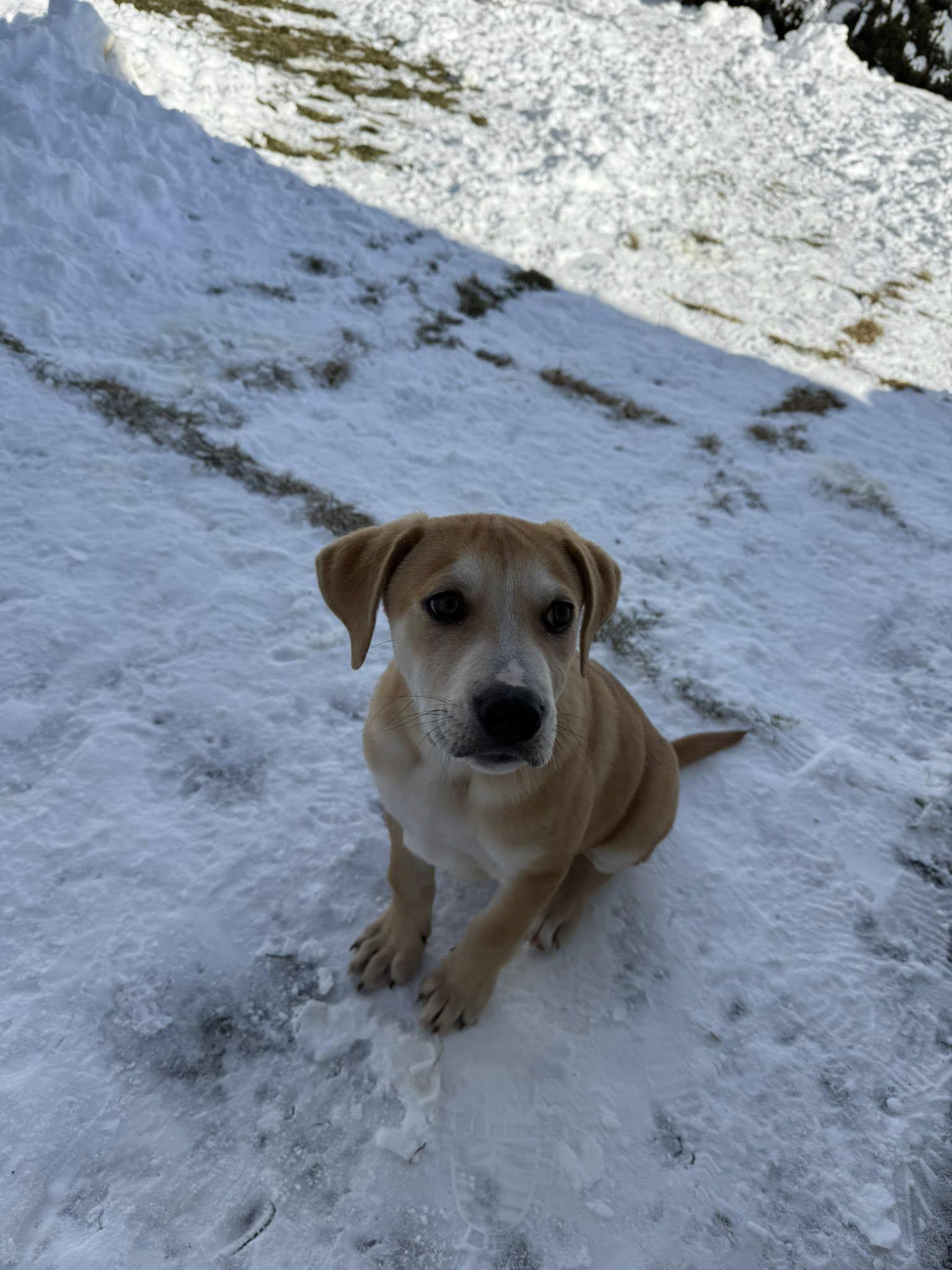 Enlarge Miller , an adopted mixed breed in Riverdale, NJ image 2/5