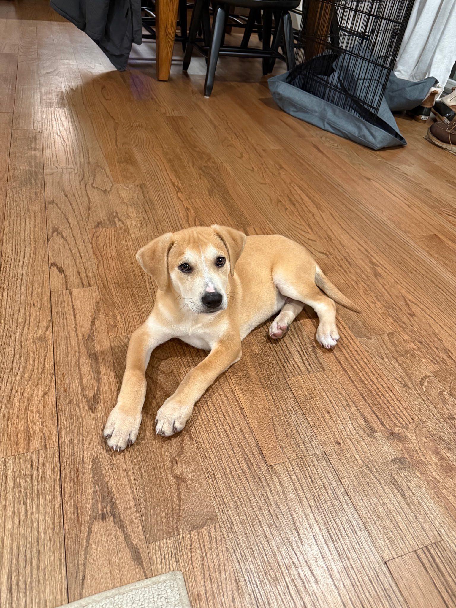 Enlarge Miller , an adopted mixed breed in Riverdale, NJ image 1/5