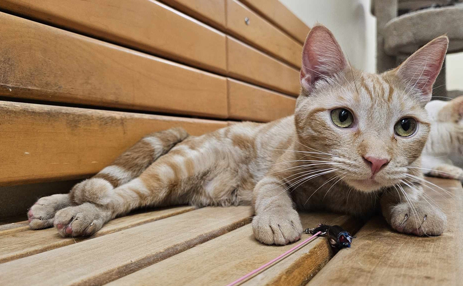 Enlarge SERGEANT STEVENS, a Adoptable mixed breed in HEMET, CA image 5/6
