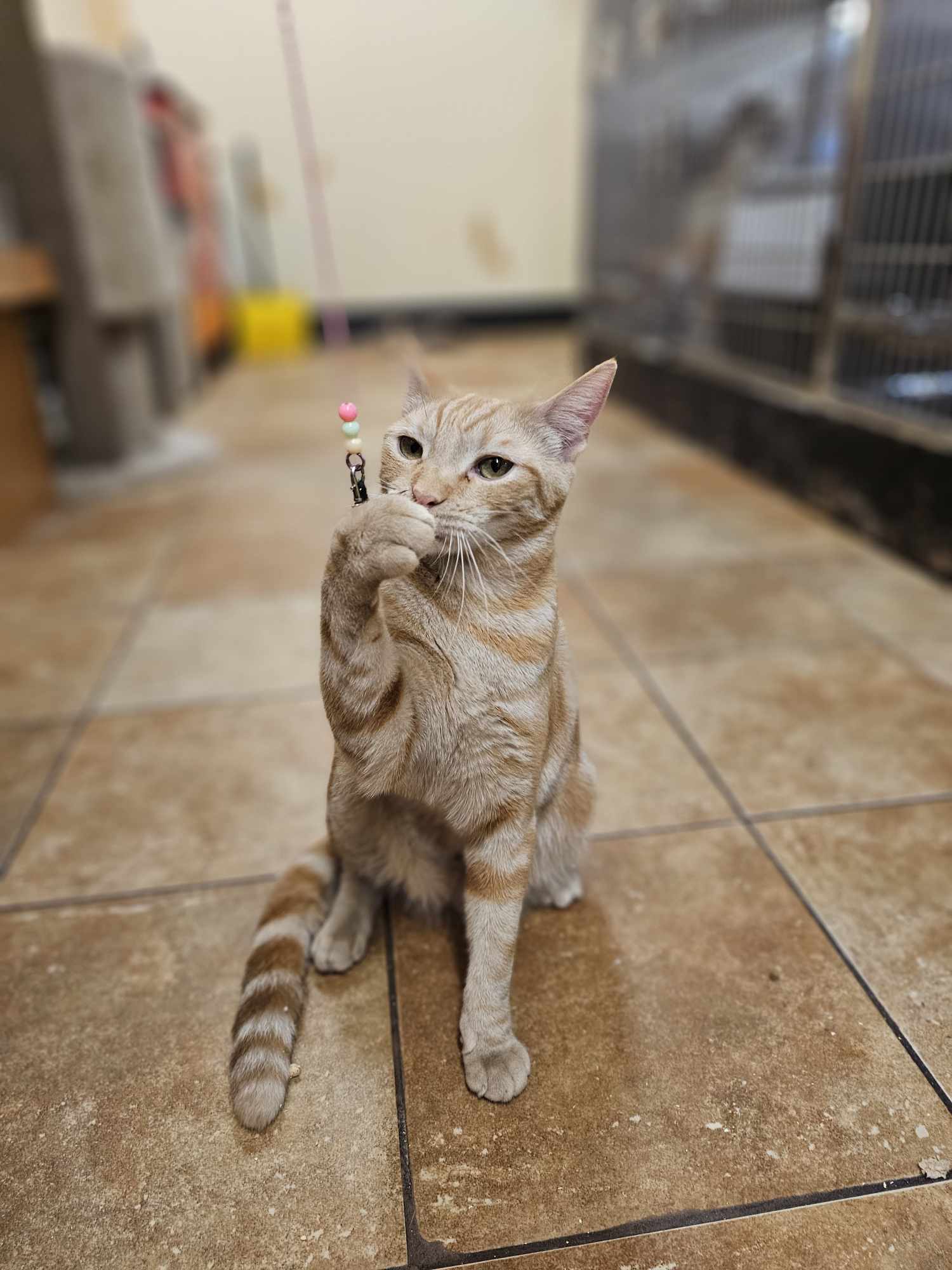 Enlarge SERGEANT STEVENS, a Adoptable mixed breed in HEMET, CA image 6/6