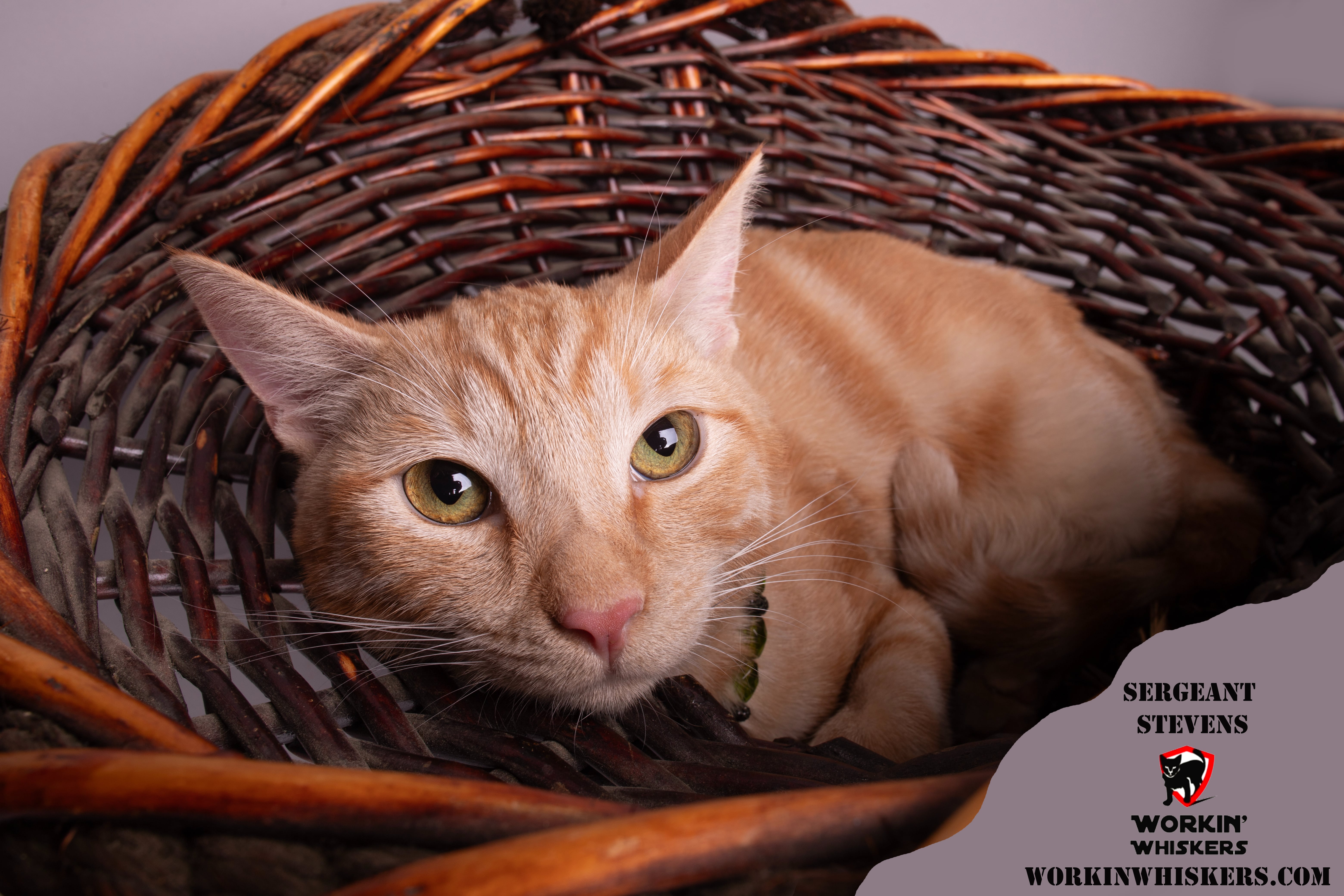 Enlarge SERGEANT STEVENS, a Adoptable mixed breed in HEMET, CA image 1/6