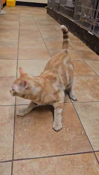 Enlarge SERGEANT STEVENS, a Adoptable mixed breed in HEMET, CA video 2/6