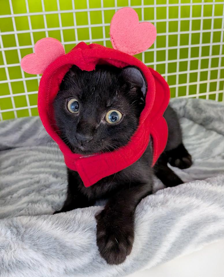 Enlarge Nella, a ADOPTABLE mixed breed in Lake Monroe, FL image 4/6