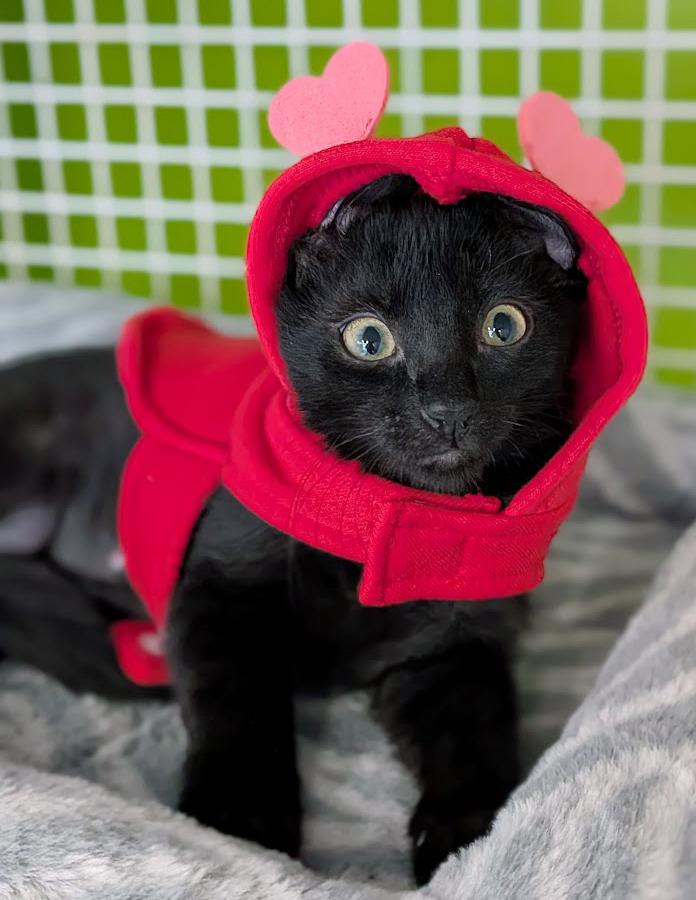 Nella, ADOPTABLE, Kitten Female Domestic Short Hair.