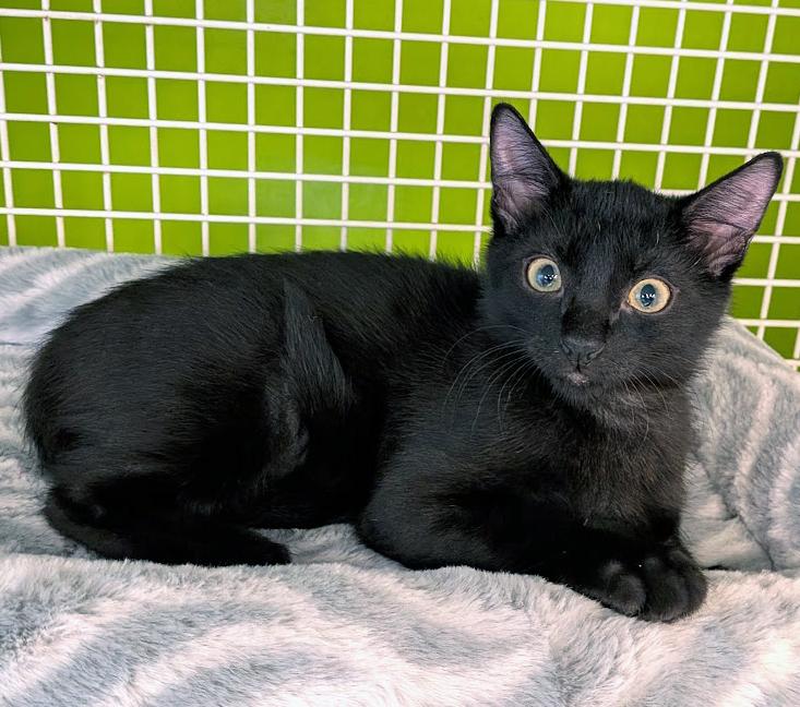 Enlarge Nella, a ADOPTABLE mixed breed in Lake Monroe, FL image 3/6