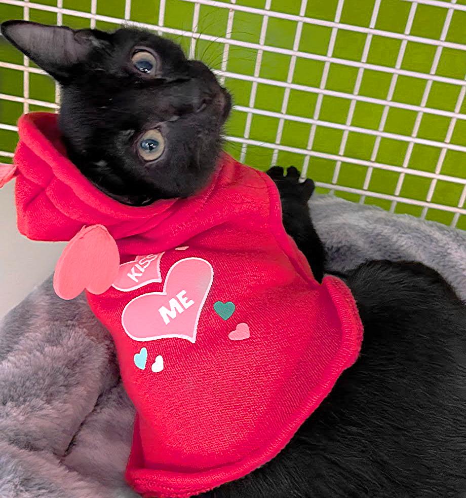 Enlarge Nella, a ADOPTABLE mixed breed in Lake Monroe, FL image 2/6