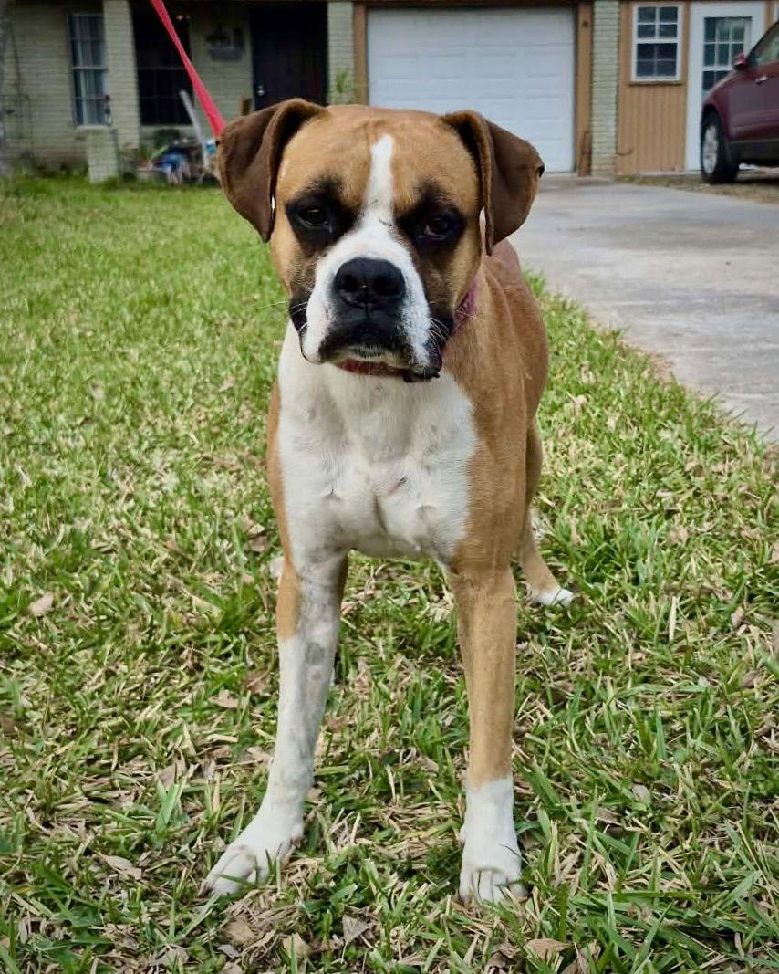 Enlarge Ruger, a Adoptable Boxer in Monticello, NY image 1/3