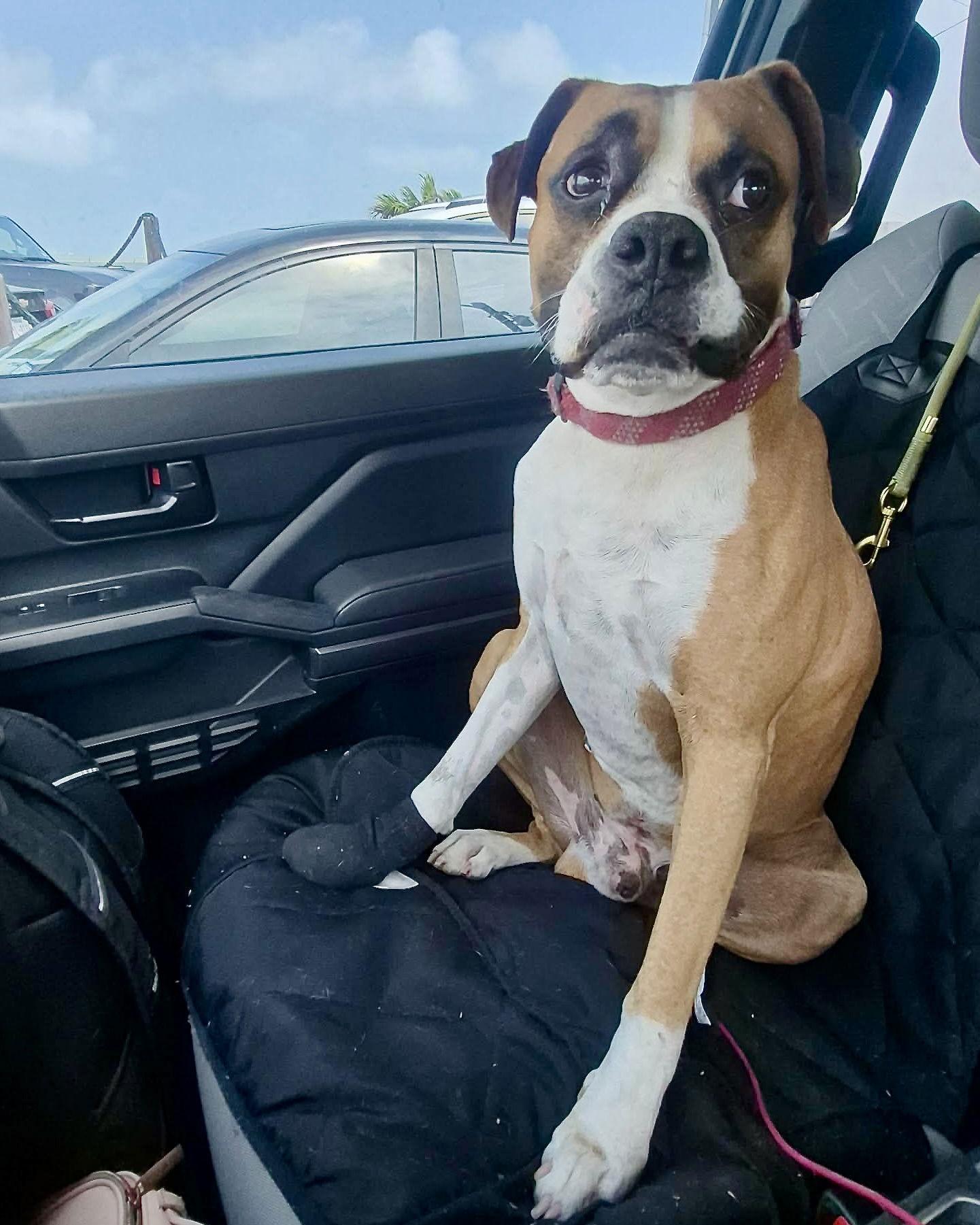 Enlarge Ruger, a Adoptable Boxer in Monticello, NY image 3/3