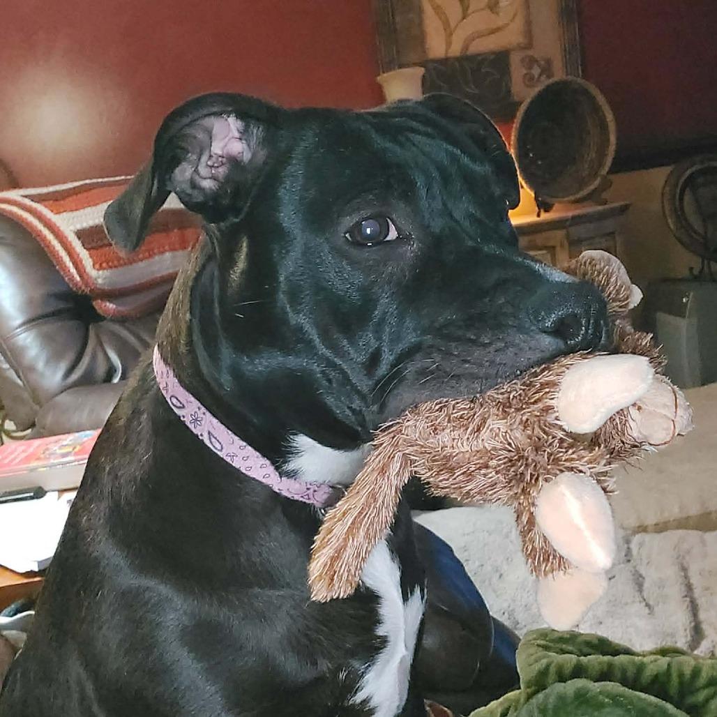 Enlarge Tink, a Adoptable Mixed Breed in Lima, OH image 1/5