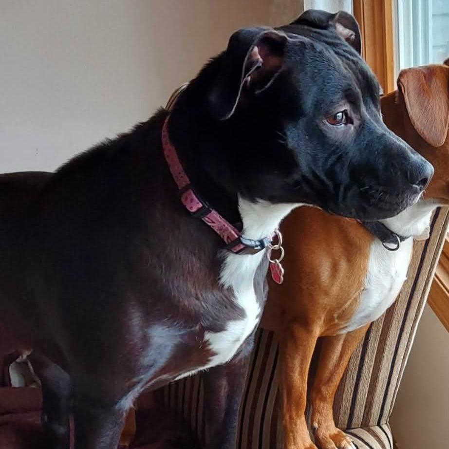 Enlarge Tink, a Adoptable Mixed Breed in Lima, OH image 2/5