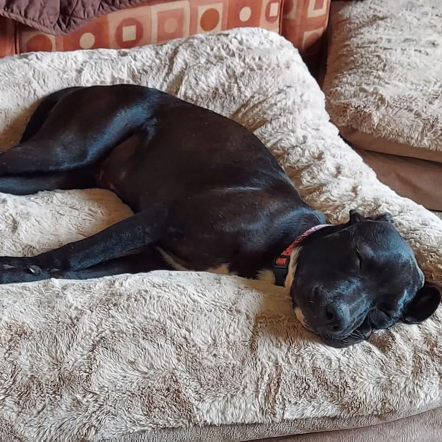 Tink, a Adoptable Mixed Breed in Lima, OH image 1/4