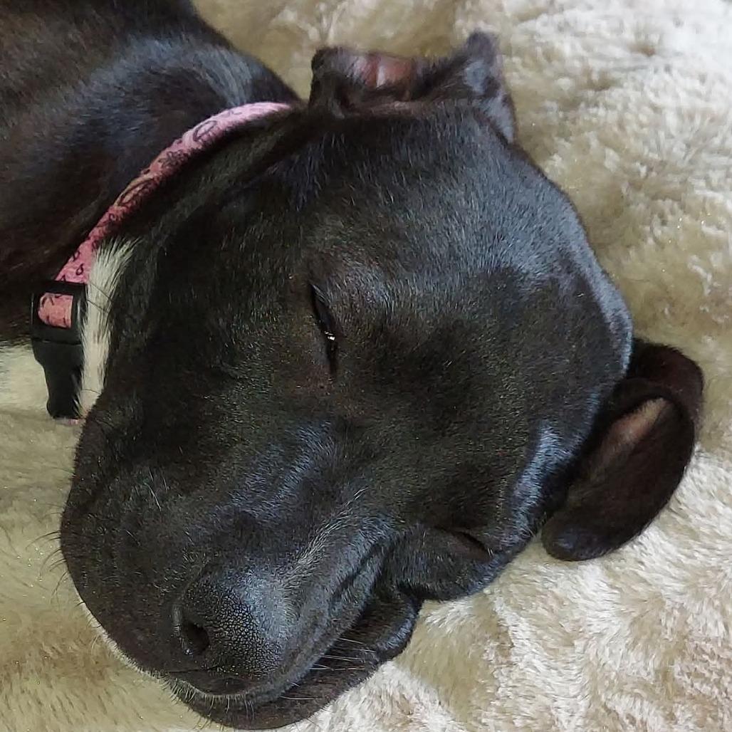 Tink, a Adoptable Mixed Breed in Lima, OH image 2/4