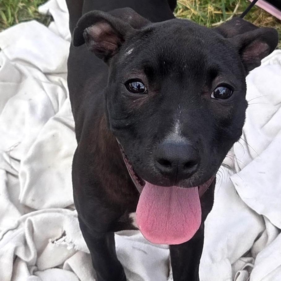 Tink, a Adoptable Mixed Breed in Lima, OH image 3/4