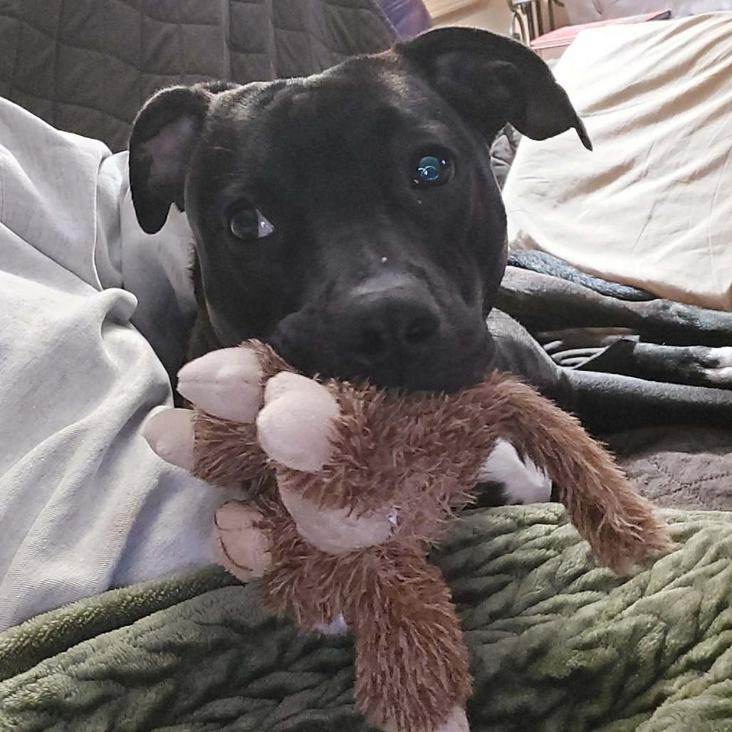 Enlarge Tink, a Adoptable Mixed Breed in Lima, OH image 5/5