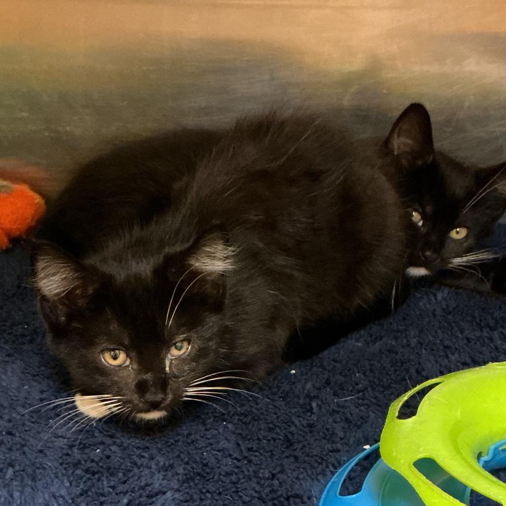 Elsie, Adopted, Kitten Female Domestic Short Hair.