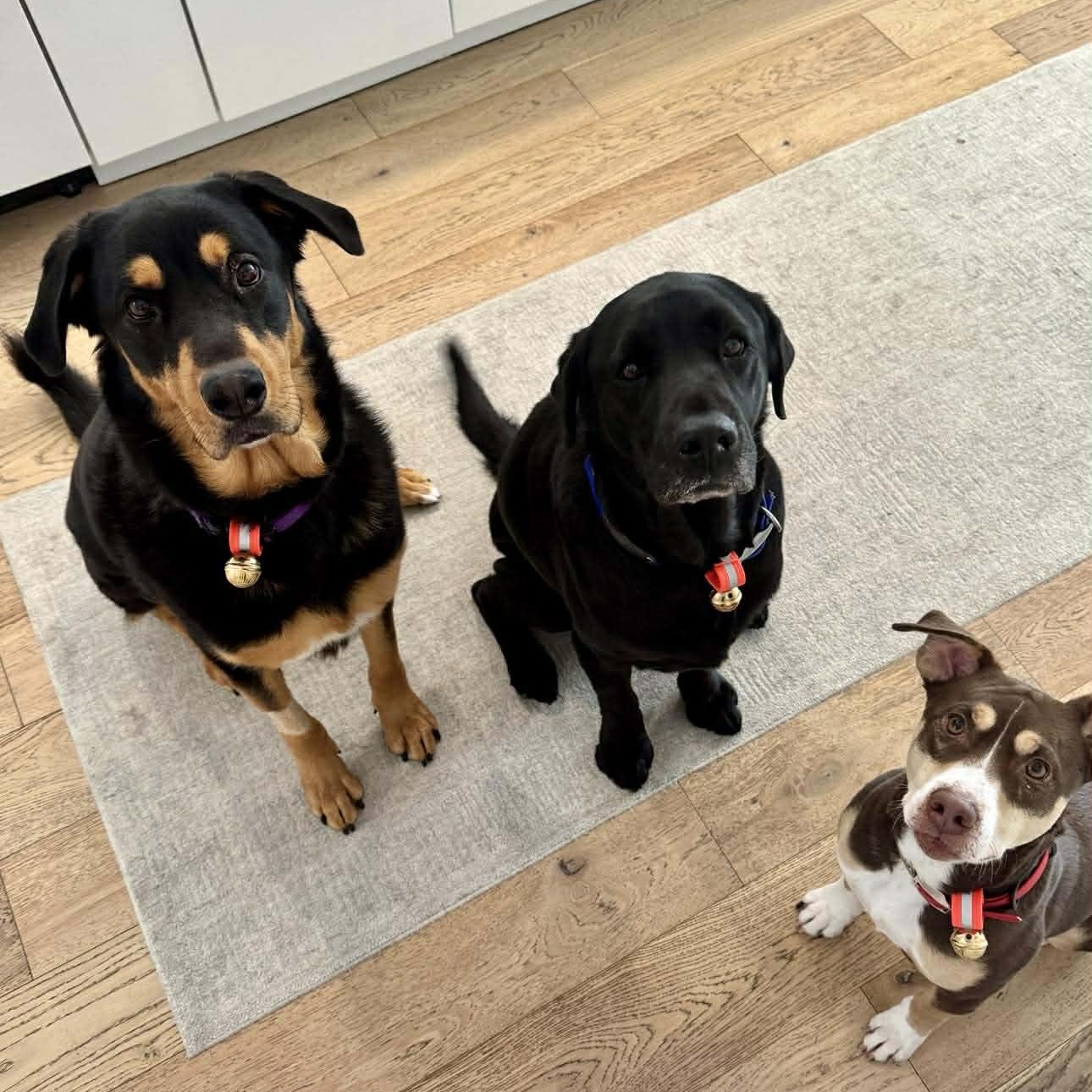 Brownie, a ADOPTABLE mixed breed in Penfield, NY image 5/5