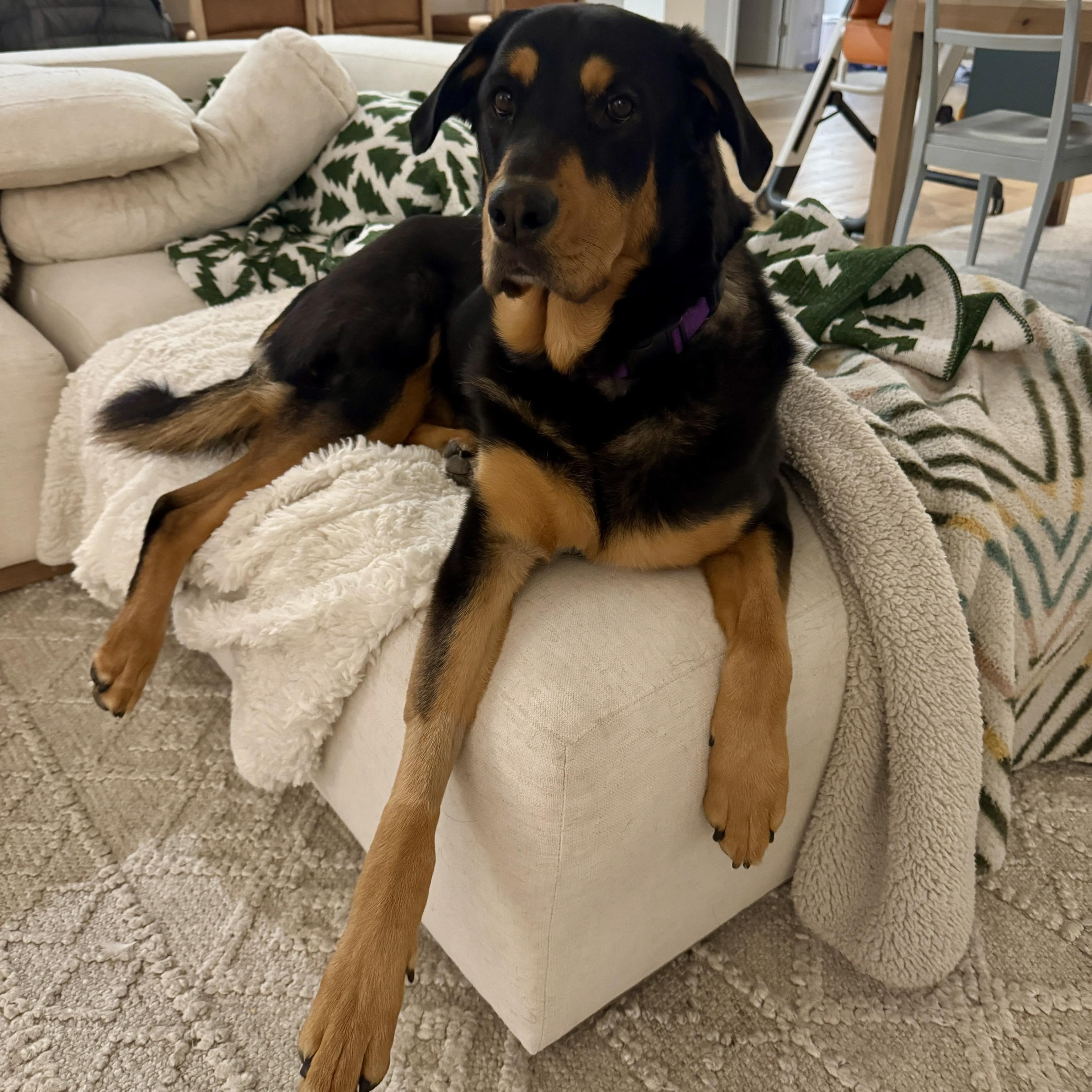 Brownie, a ADOPTABLE mixed breed in Penfield, NY image 1/5