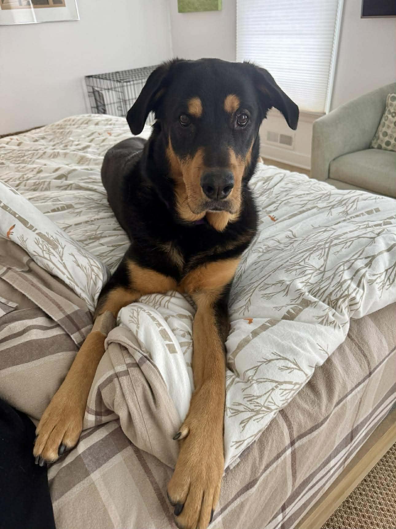 Brownie, a ADOPTABLE mixed breed in Penfield, NY image 2/5