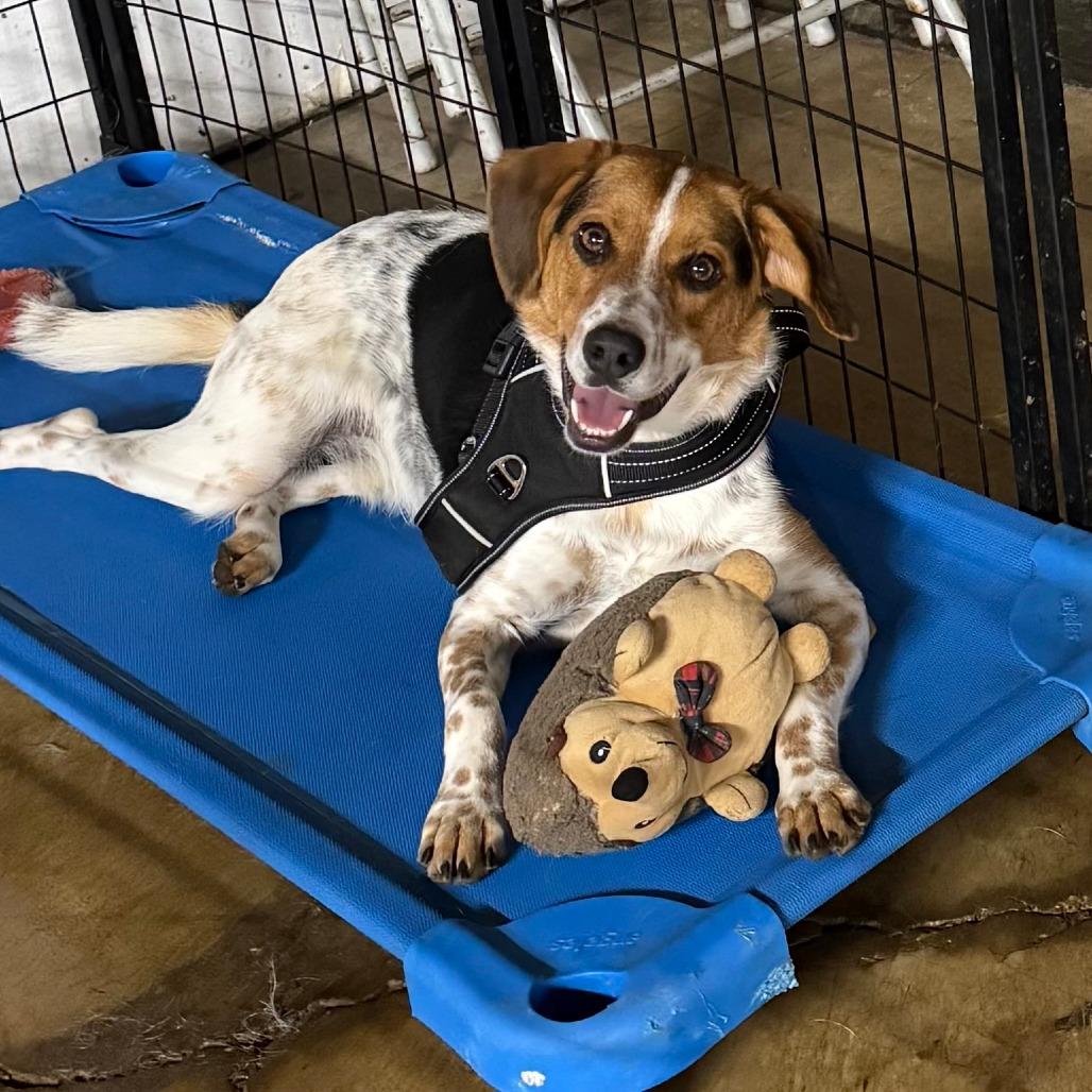 Enlarge D25-099 Toby, a Adoptable mixed breed in Franklin, PA image 1/1