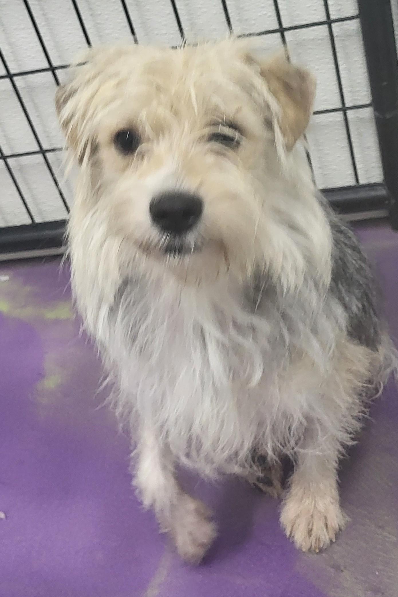 Ritchie, Young Male Terrier