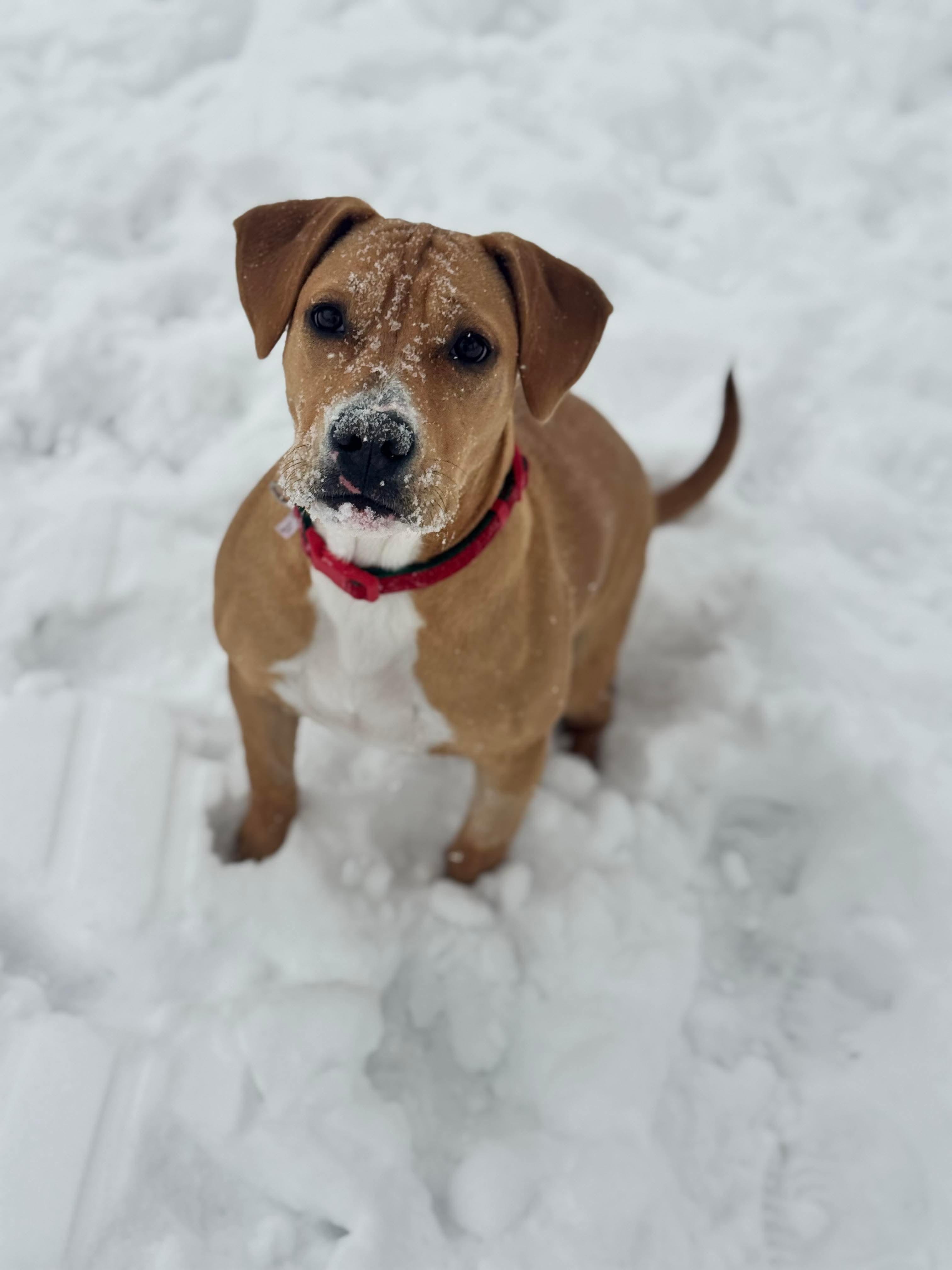 Enlarge Dottie, a Adoptable mixed breed in Toledo, OH image 3/4