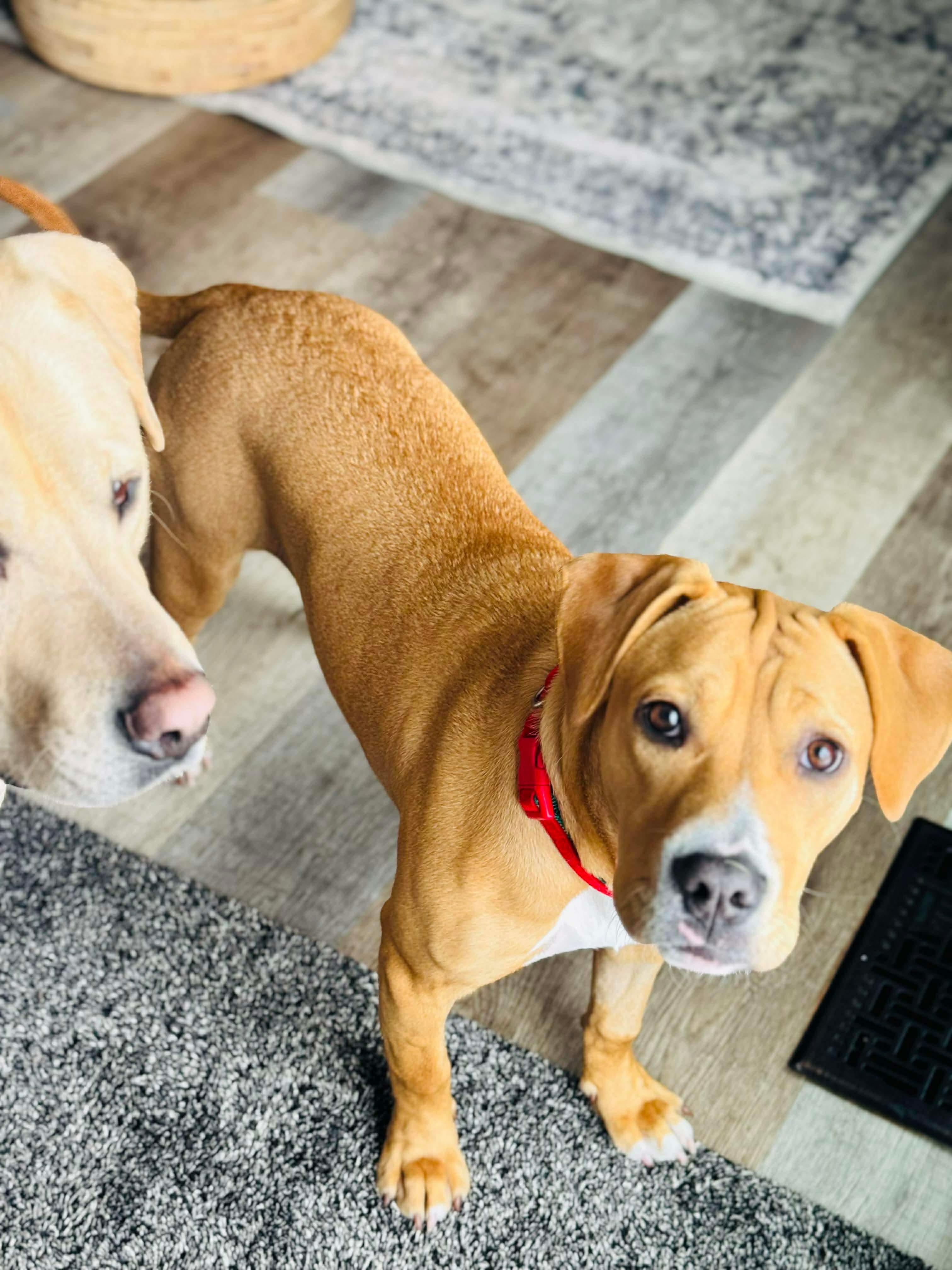 Enlarge Dottie, a Adoptable mixed breed in Toledo, OH image 2/4