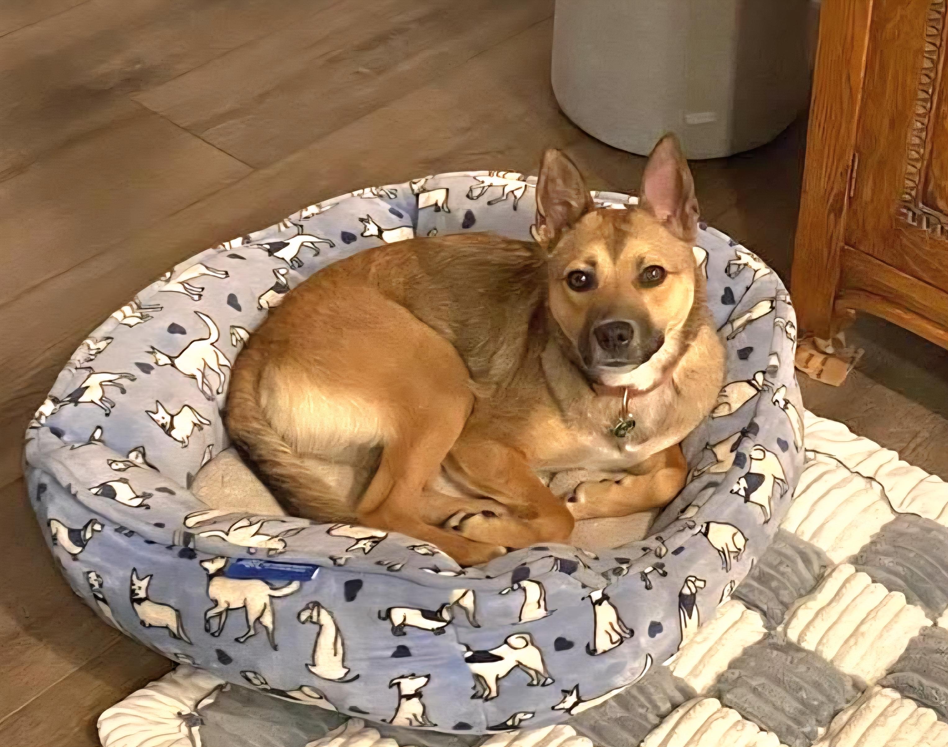 Enlarge Piper, a ADOPTABLE mixed breed in Tracy, CA image 2/2