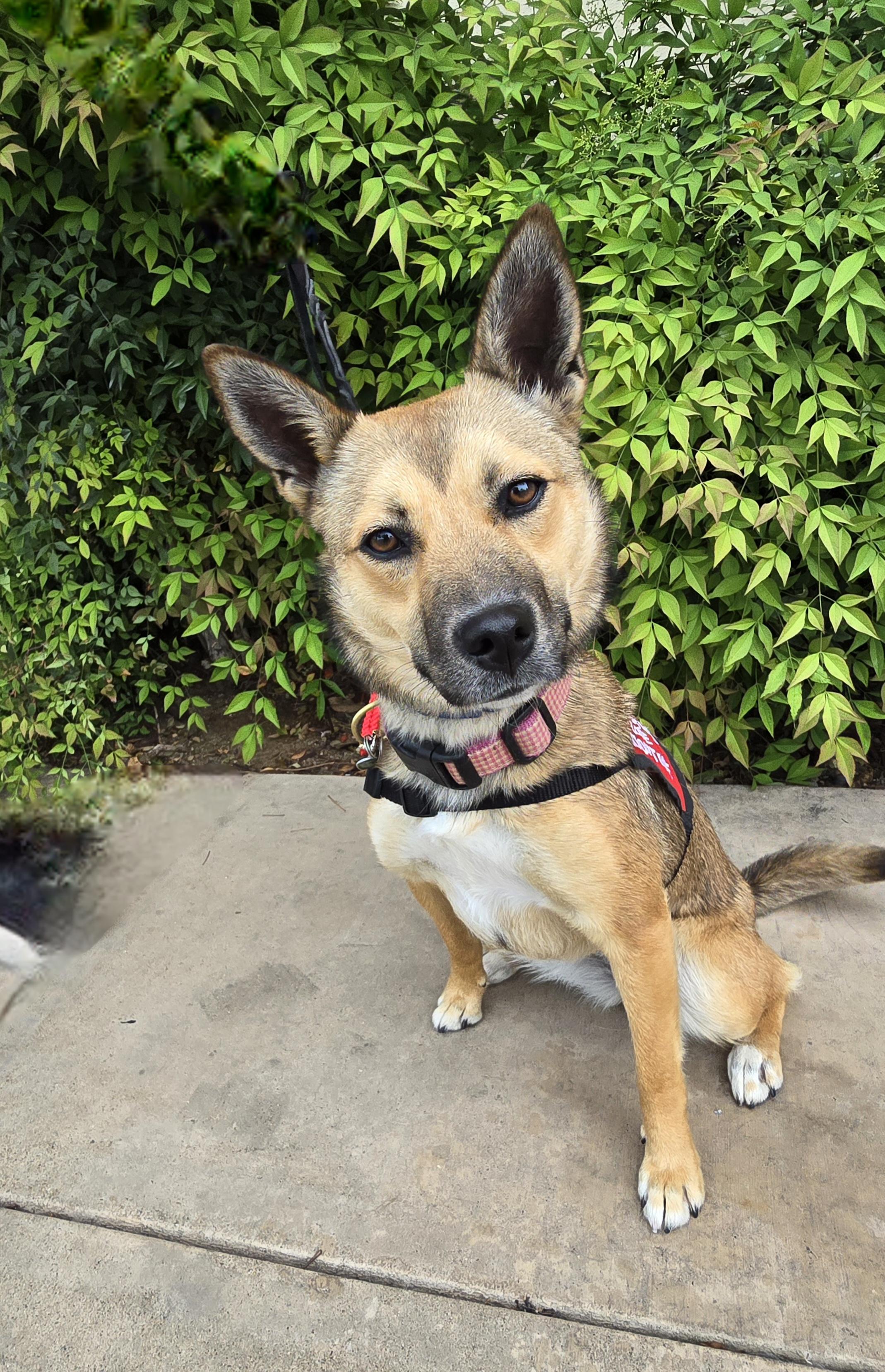 Piper, ADOPTABLE, Puppy Female Terrier.