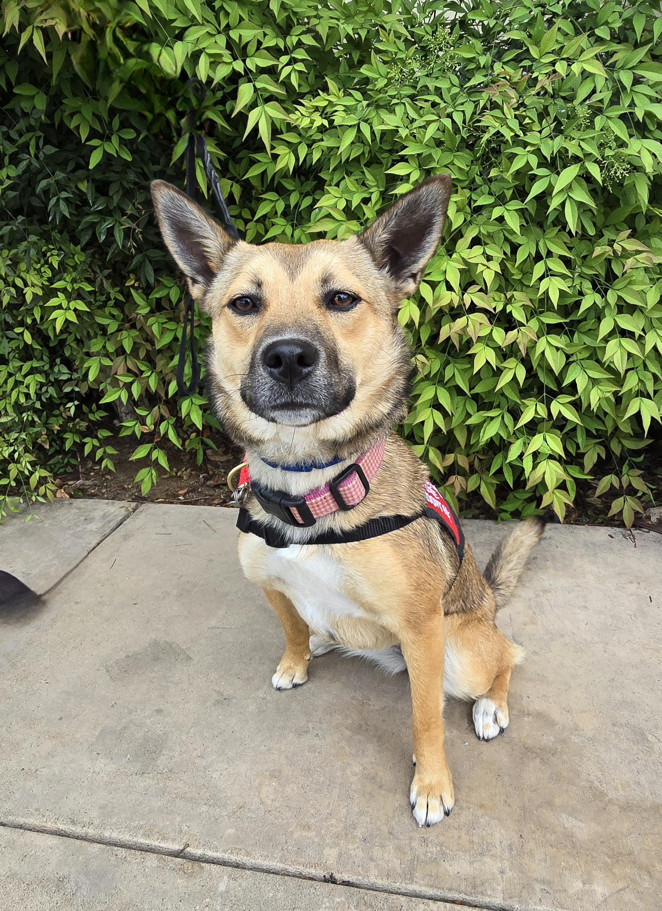 Enlarge Piper, a ADOPTABLE mixed breed in Tracy, CA image 3/4