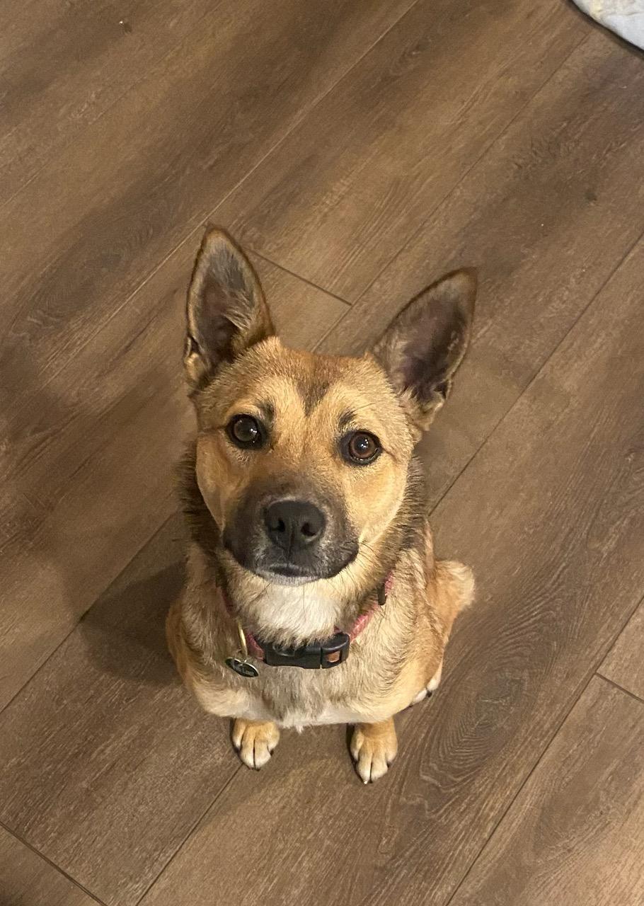 Enlarge Piper, a ADOPTABLE mixed breed in Tracy, CA image 1/2